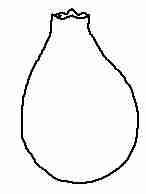 Involucral Bract - Ovoid